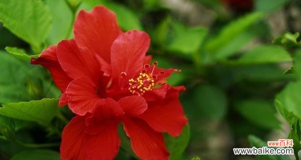 饱含希望与重生的神秘之花 扶桑花的寓意与象征意义