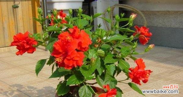 饱含希望与重生的神秘之花 扶桑花的寓意与象征意义