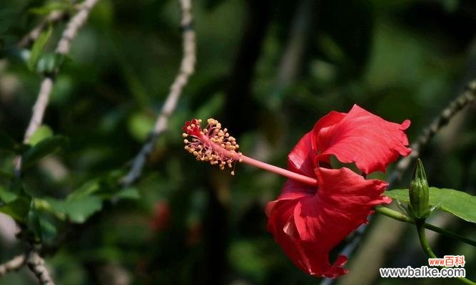 饱含希望与重生的神秘之花 扶桑花的寓意与象征意义