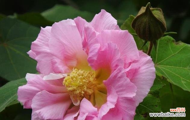 传承千年的美丽与神奇 芙蓉花的花语与代表意义