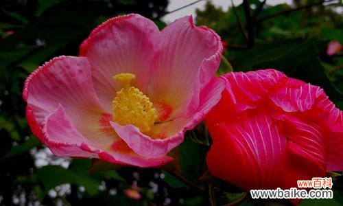 传承千年的美丽与神奇 芙蓉花的花语与代表意义