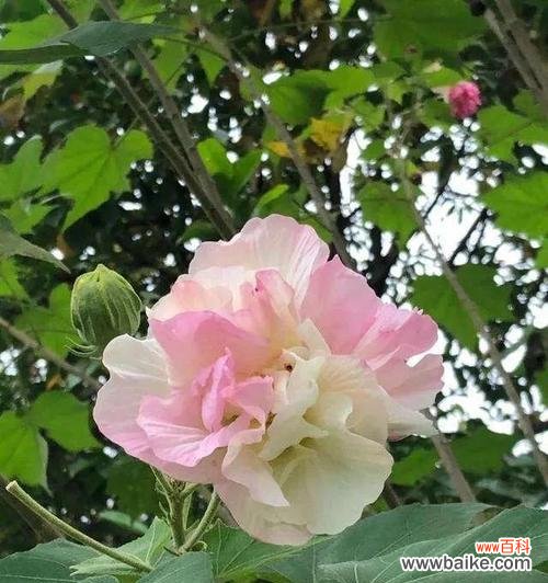 唤醒内心美丽，追求自由自在 芙蓉花的寓意与象征