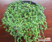 以植物为媒，与佛结缘 佛珠吊兰，寓意心灵宁静