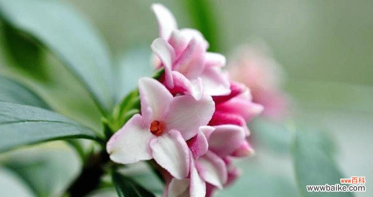 芙蓉树的含义、文化背景与象征意义 芙蓉树花语——传递爱与美的信使