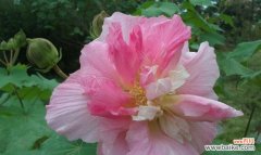 芙蓉花的象征意义与文化内涵 芙蓉花