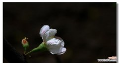 探寻橄榄花的神秘力量和文化象征 橄榄花的传说与象征意义