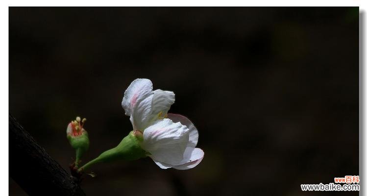 探寻橄榄花的神秘力量和文化象征 橄榄花的传说与象征意义