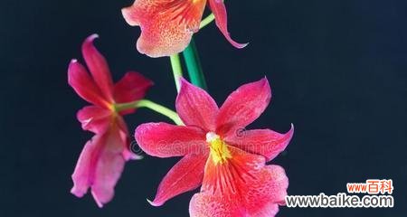 探寻橄榄花的神秘力量和文化象征 橄榄花的传说与象征意义