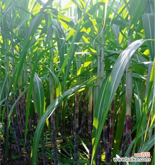 甘蔗的寓意及象征意义——探究生命力与希望的化身