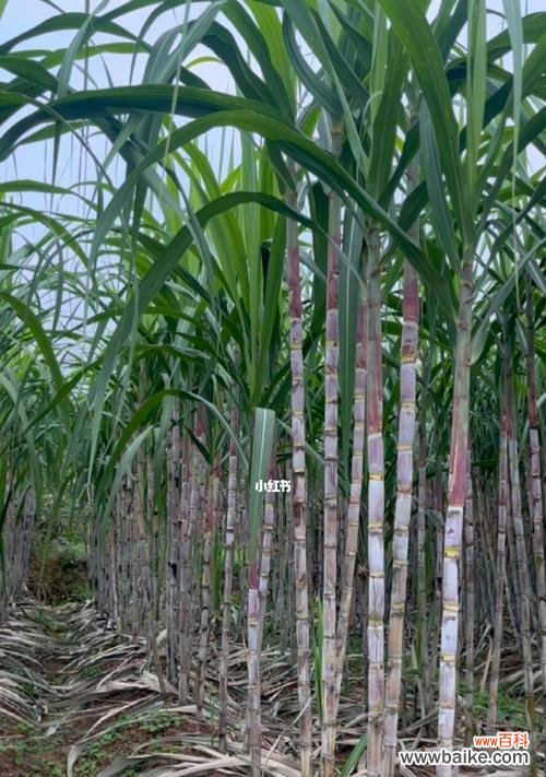 甘蔗的寓意及象征意义——探究生命力与希望的化身