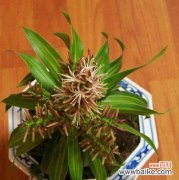 繁荣昌盛、吉祥如意，让富贵竹点亮生活 以富贵竹的寓意