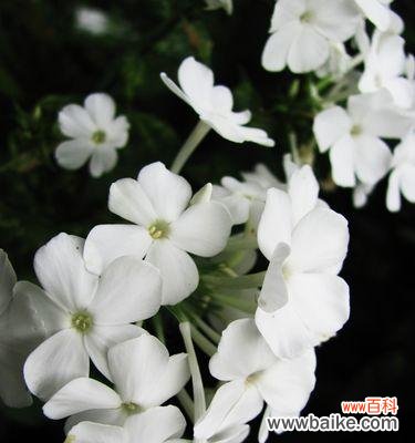 寓意丰富的花语,传达福禄和祝福之意 以丛生福禄考花语为主题的文章