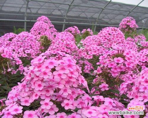 寓意丰富的花语,传达福禄和祝福之意 以丛生福禄考花语为主题的文章