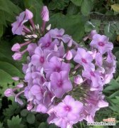 寓意丰富的花语，传达福禄和祝福之意 以丛生福禄考花语为主题的文章