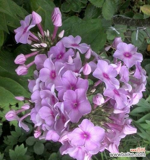 寓意丰富的花语,传达福禄和祝福之意 以丛生福禄考花语为主题的文章