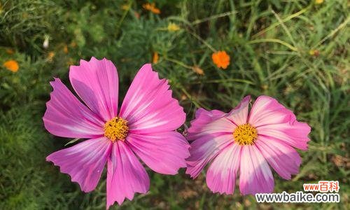 颂扬坚韧、自由和美丽的喜马拉雅之花 格桑花的花语与寓意