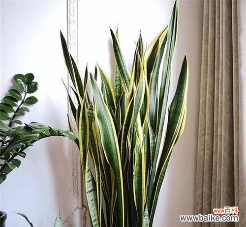 探索虎尾兰的寓意与生活中的应用 虎尾兰的象征与风水之道