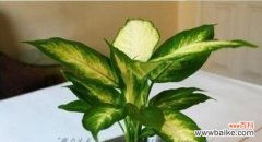 传承生命力的花叶万年青 万年青的风水寓意和摆放位置