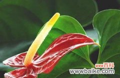 传递爱与温暖的花卉之语 以花烛的花语