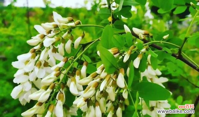探秘槐花的丰富色彩与寓意 槐花的多彩色彩与花语之美