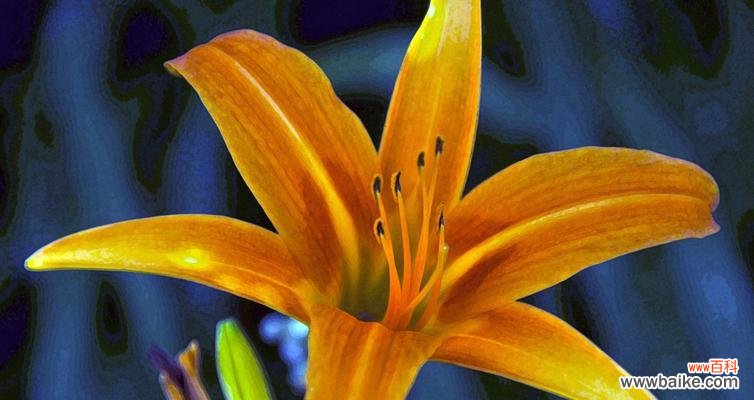 黄百合花语之美 黄百合