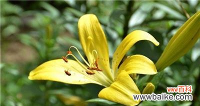 以黄百合花照亮人生之路 黄百合花