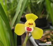 兰花之王的美丽与神秘 黄金兰