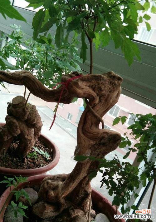 传递生命力与平衡的黄荆树 黄荆树盆景的风水寓意