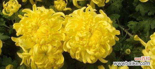 传递希望和友谊的象征 以黄菊花代表的花语