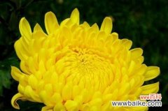 以黄菊花代表什么 黄菊花的象征意义及寓意解析