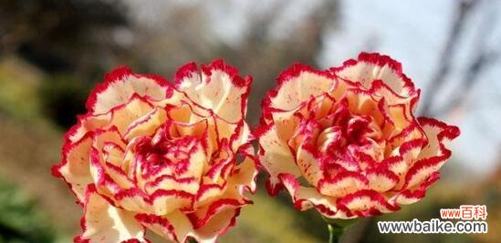 花语黄康乃馨 黄康乃馨花语之美丽与祝福