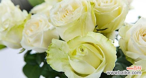 白颜色的花代表什么？白颜色花的寓意是什么？