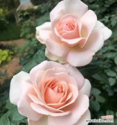 白颜色的花代表什么？白颜色花的寓意是什么？