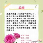 21朵粉色玫瑰代表什么意义？