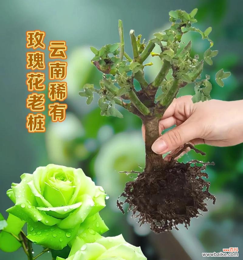 花的颜色都有哪些特别的含义？