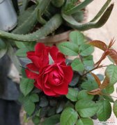 情人节送小草花有何寓意？小草花在情人节的意义是什么？