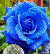 一支蓝色妖姬花的花语和寓意是什么？