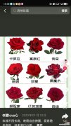 玫瑰花的花语寓意有哪些？不同颜色代表什么？