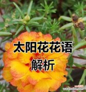 白色太阳花的花语是什么？