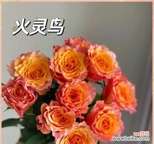 橘色花代表什么含义？