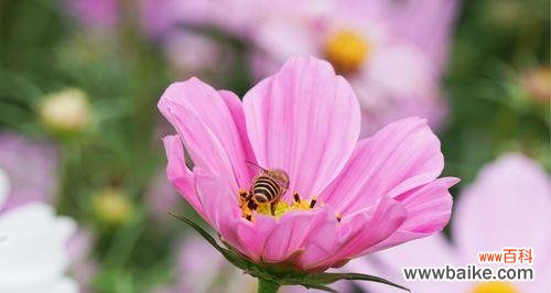 探究格桑花的含义与象征 格桑花的花语与寓意