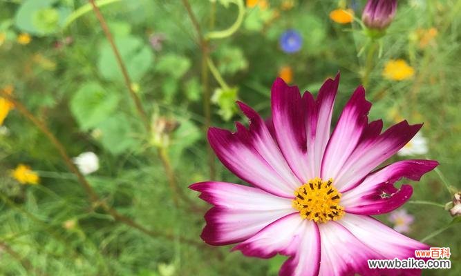 探究格桑花的含义与象征 格桑花的花语与寓意