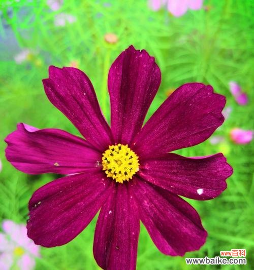 探寻格桑花的含义与魅力 格桑花的花语和传说