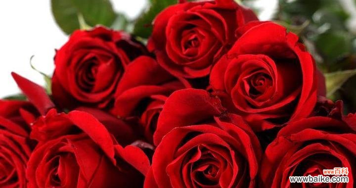 探寻玫瑰的语言之美 各色玫瑰花语