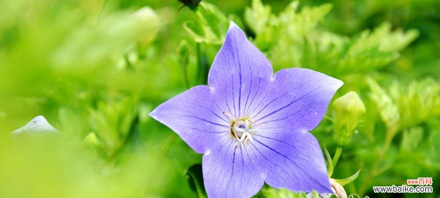 桔梗花语的意义与传承 桔梗花语