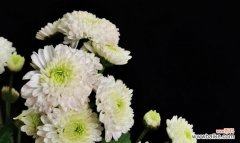 五彩斑斓的雏菊，蕴含多重情感的花语解析 花语缤纷