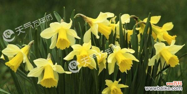 用花的语言诉说内心世界 花语