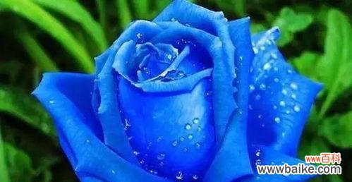 探索不同颜色玫瑰花的神秘意义,传达真挚情感的选择 各色玫瑰花的寓意与花语