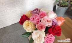 探索玫瑰花背后的深意 玫瑰花的含义与传说