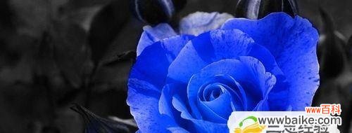 不同玫瑰花代表的情感和含义,以及它们的传统背后 玫瑰花的象征意义与传说